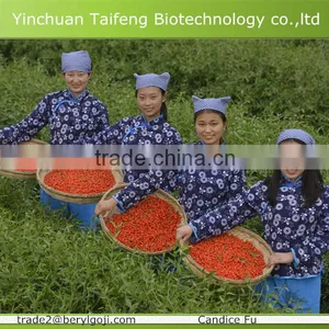 2015's New Crop CRECES Certified Organic Goji Berry thumbnail-2