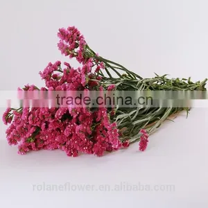 Supply Gypsophila Million Stars Cutting New Gypsophila With 1kg/bundle From Yunnan, China thumbnail-3