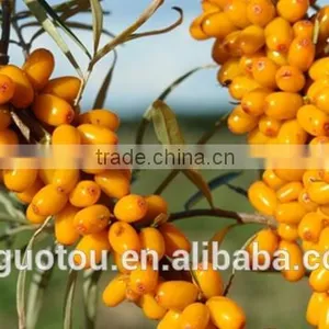 100% Nature Organic Seabuckthorn Seed Oil thumbnail-4