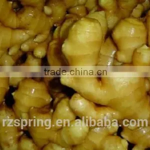 Wholesale Chinese Spicy Mature Fresh Ginger thumbnail-1