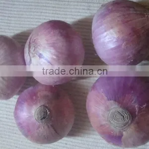 Fresh Red Onion thumbnail-1