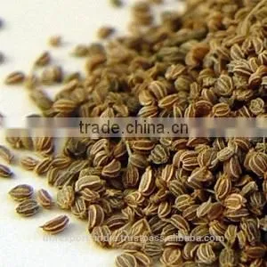 Celery Seed Oil thumbnail-1