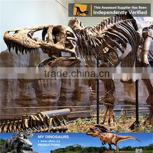 MY Dino-C098 Dinosaur Museum Model Scale Animals Skeleton thumbnail-2