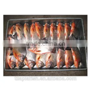 Whole Round Frozen Pomfret Fish Are Fresh thumbnail-1