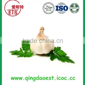 Jinxiang Fresh Best Price Normal White Garlic on Sale thumbnail-2