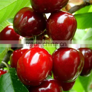 Top Quality Cherry Seeds For Planting thumbnail-1