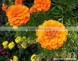 China Qingdao BNP Supplies Best Quality Tagetes Erecta Extract Supplier thumbnail-1