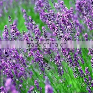 Natural Rosemary Extract 30% Carnosic Acid/Rosemary Extract Powder/Rosemary Powder thumbnail-5