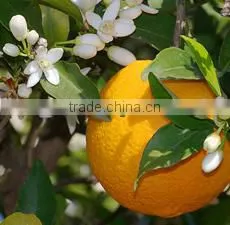 SWEET ORANGE OIL " COLD PRESSED " thumbnail-2