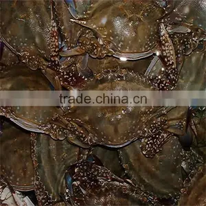 Big Sizes Frozen Whole Blue Swimming Crab Type for Sale thumbnail-1