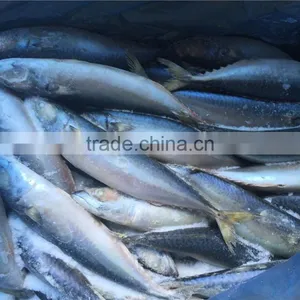 Grade A Frozen Pacific Mackerel thumbnail-1
