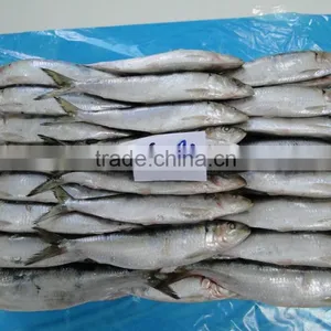 60-80 PCS Frozen Sardine Fish For Cans thumbnail-1