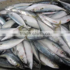 FROZEN MACKEREL100-200g thumbnail-1