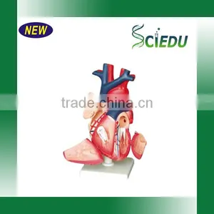 ISO Certificate Teaching Usage Human Heart Anatomical Model thumbnail-1