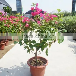 Bougainvillea Spectabilis thumbnail-1