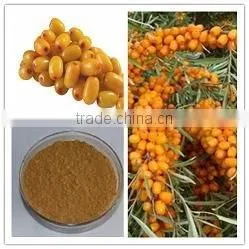 Seabuckthorn Fruit Extract Powder, Hippophae Rhamnoides Extract Powder thumbnail-1