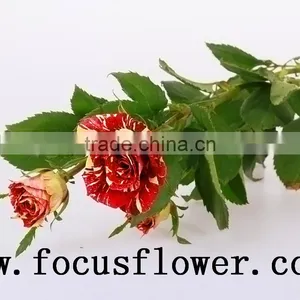 Good Quality Fresh Black Roses in Delhi Roses Flowers Spray Rose Meteor Shower for Wedding Decoration Without Middleman thumbnail-6