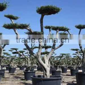 Olea Europaea "Pompon" Young Skin Trunk Large thumbnail-2