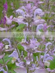 Clary Sage thumbnail-3