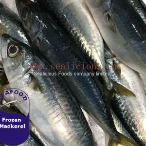 Best Quality Frozen Pacific Mackerel With Fat Content 60 thumbnail-1