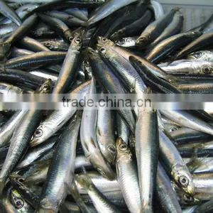 WR Frozn Atlantic Herring thumbnail-5