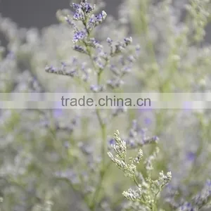 Beautiful Classical Limonium Flower thumbnail-2