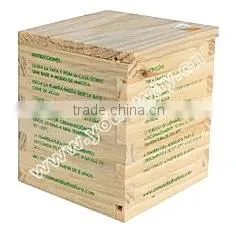 Wooden Packing Magic Bean,mini Plant,magic Message Bean thumbnail-1