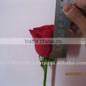 Fresh Cut Rose thumbnail-1