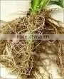 COLEUS ROOT thumbnail-1