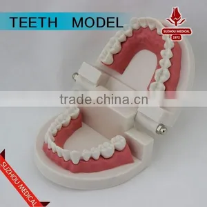 Teeth Care Model thumbnail-4