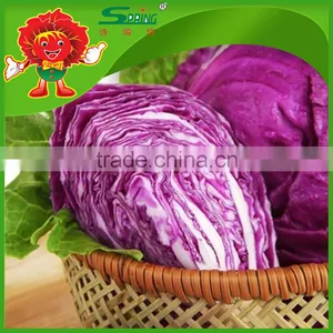 Chinese Fat Red Cabbage Fresh Purple Cabbage thumbnail-1
