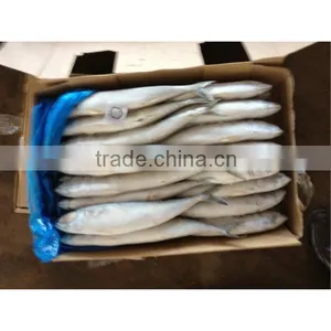 Carton Frozen Mackerel Fish for Sale thumbnail-1