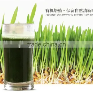 100% Purity Organic Barley Grass Powder thumbnail-2