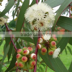 EUCALYPTUS GLOBULUS OIL 60% thumbnail-6
