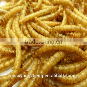 Dried Yellow Mealworm,Birds Food & Aquarium Fish Food thumbnail-3
