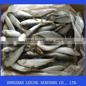 Frozen Sardine for Canned thumbnail-1