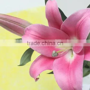 Reasonable Price New Coming Lily Flower From Kunming thumbnail-4