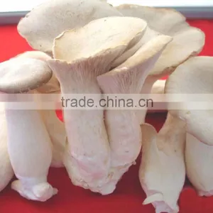 High Quality Fungusabalone Mushroom China thumbnail-1