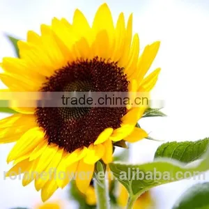 Hot Sale New Product China Fresh Lily Flower for Women's Day thumbnail-2