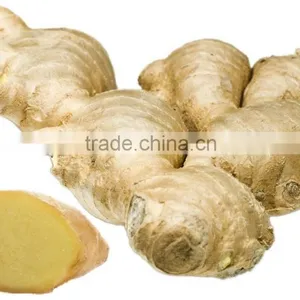 Chinese Fresh Ginger for Sale thumbnail-1