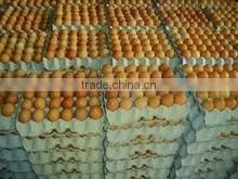 EGGS thumbnail-4