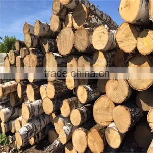 White Birch Korean Pine Larch thumbnail-3