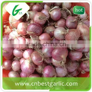 Dehydrated Fresh Onion Buyers thumbnail-1
