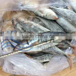 Whole Round Frozen Horse Mackerel Fish in Good Price 25+ thumbnail-1