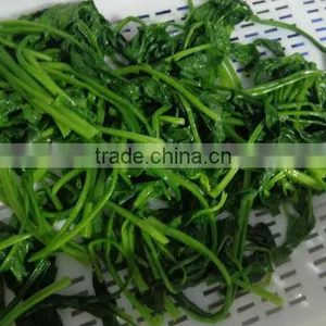 NEW SEASON FROZEN SPINACH LEAVES thumbnail-3