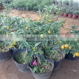Seedless Orange Tree Seedling thumbnail-2