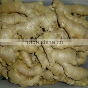 Chinese Fresh Ginger thumbnail-6