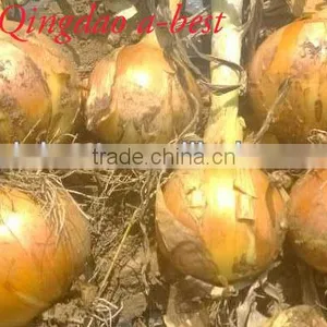 Fres Onion thumbnail-6