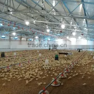 Eonomical Commercial Steel Frame Broiler Chicken House thumbnail-1