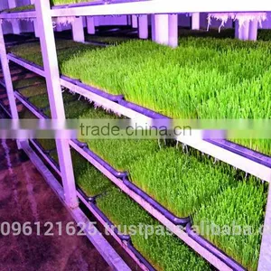 StarMax Hydroponic Fodder Machine / Green Fodder Machine / Green Fodder thumbnail-5